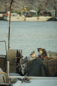 Cat living in okishima island with cherry blossom in full bloom