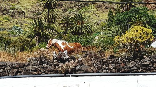 View of a horse on rock