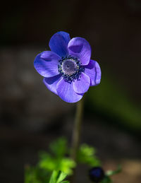 Close-up of purple flowering plant