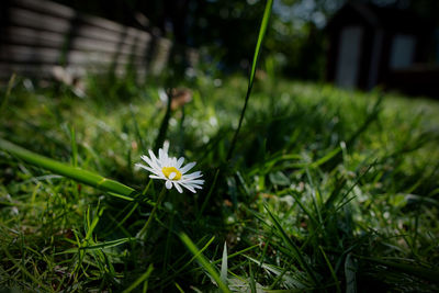 Close-up of white flowering plant on field