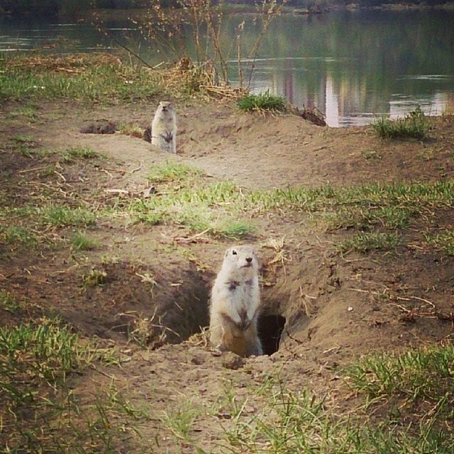 animal themes, mammal, grass, field, animals in the wild, wildlife, relaxation, domestic animals, nature, animal family, two animals, sheep, one animal, young animal, outdoors, water, grassy, lake, no people, sitting