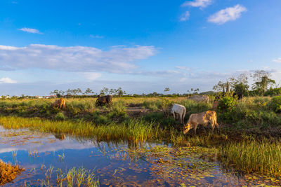 Herd of cows on grassy landscape in suriname