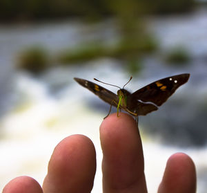 Close-up of butterfly on cropped finger