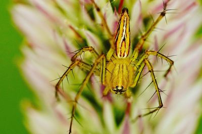 Macro close-up of spider on plant