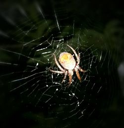 Close-up of spider on web