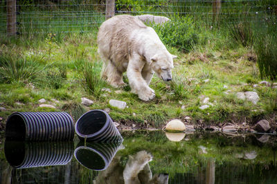 View of a sheep on field