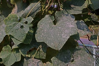 High angle view of leaves on plant