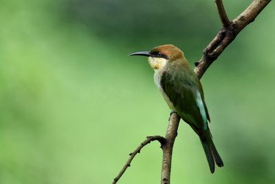 Close-up of bird perching on branch