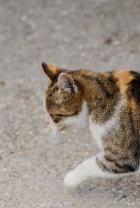 High angle view of a cat looking away