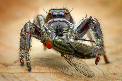 Close-up of spider