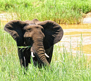 View of elephant on field