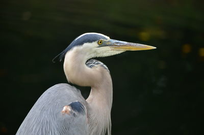 Close-up of a grey heron 