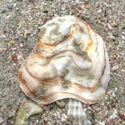 Close-up of seashell on sand at beach