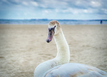 Close-up of swan on beach