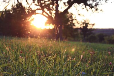 Close-up of grass growing in field during sunset