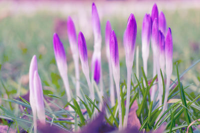 Close-up of purple crocus flowers on field