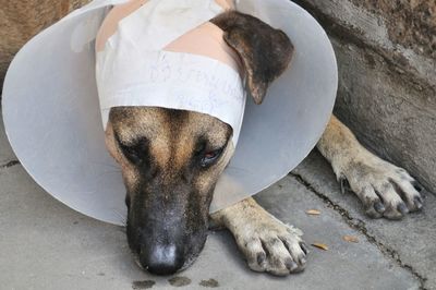 High angle view of injured dog wearing protective collar on footpath