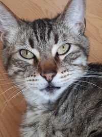 Close-up portrait of a cat