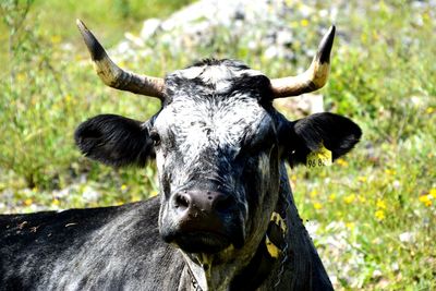 Close-up portrait of a horse