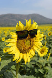 Close-up of yellow sunflower on field