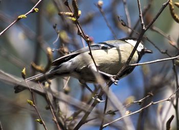 Low angle view of bird perching on tree