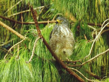 Bird perching on tree