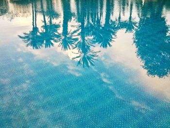 Reflection of trees in water