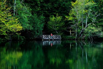 Scenic view of lake in forest