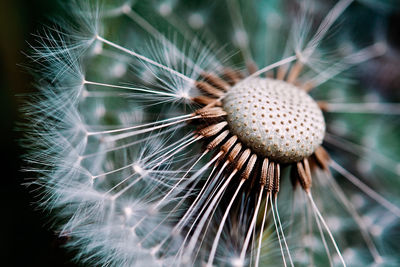 Close-up of thistle