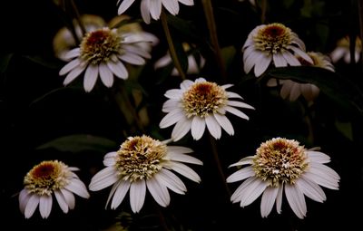 Close-up of white daisy flowers