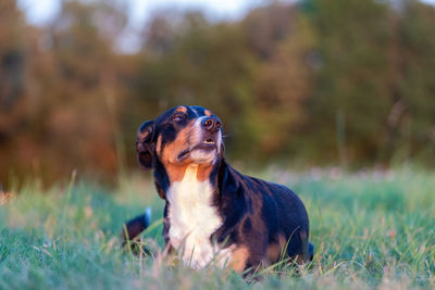 Dog looking away on field