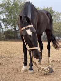 Horse standing in ranch