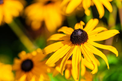 Close-up of yellow daisy flower