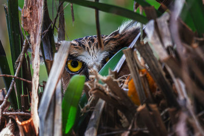 Close-up of a bird perching on tree