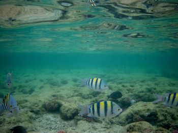 Fish swimming in sea