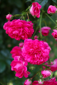 Close-up of pink roses