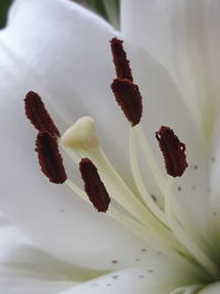 Close-up of white flowering plant