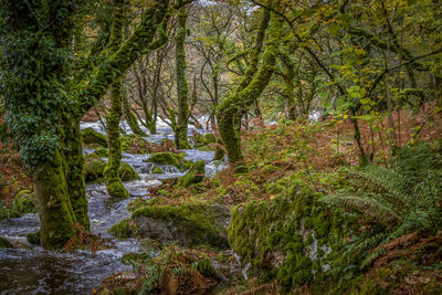 Plants and trees in forest