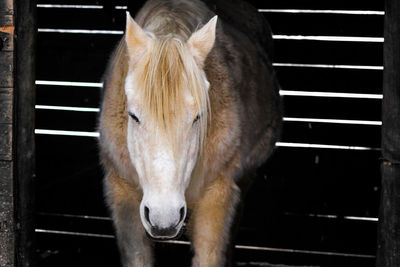 Close-up of horse in stable