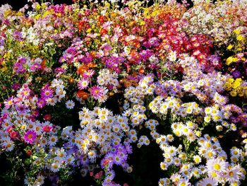 Full frame shot of flowering plants in park