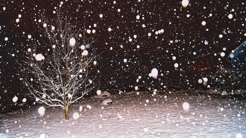 Close-up of silhouette trees on snow