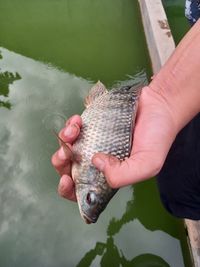 High angle view of hand holding fish