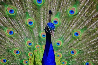 Close-up of peacock