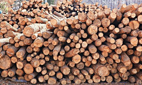 Full frame shot of logs in forest