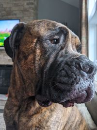 Close-up of dog looking away at home