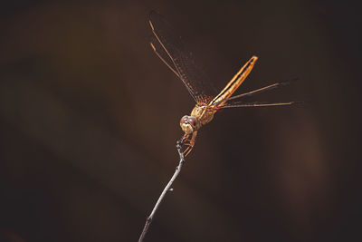 Close-up of dragonfly on twig