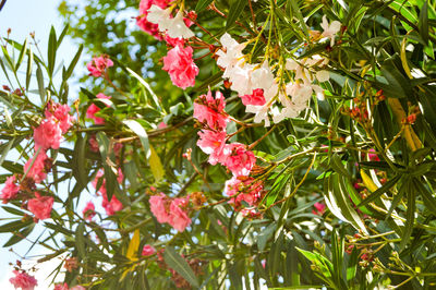 Full frame shot of red flowers