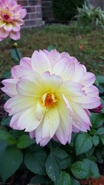 Close-up of pink flower