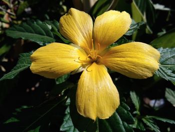 Close-up of yellow flower blooming outdoors