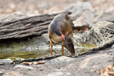 Mouse deer feeding in natural forest
